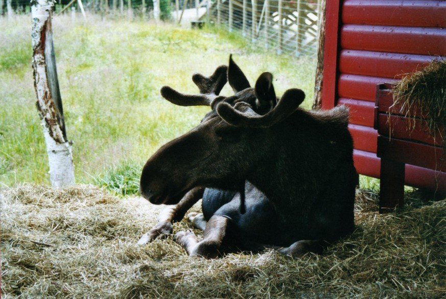 2002061022 namskogan eland